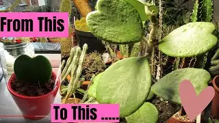 Hoya Kerri Sweetheart Plant Valentine's Day Update & a special message for you all #succulents