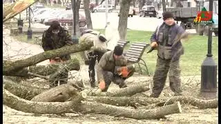 Наслідки негоди. В середмісті Прилук впало дерево