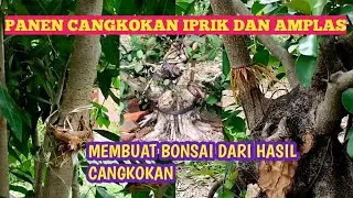 BONSAI AMPLAS DAN IPRIK//PANEN CANGKOKAN BAHAN BONSAI
