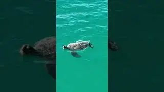 What Floated By #seaturtles #shorts