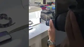 Sesi pemotretan ular Bungarus yang terkenal dengan bisa mematikan 😱