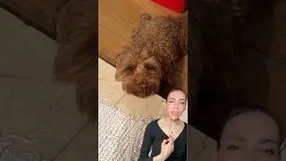 Top cutest moments of my dog! 