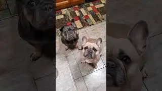 Follow The Treat 😄 They're funny