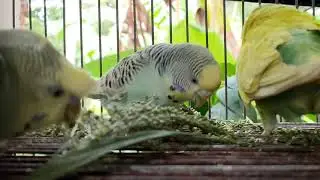 DO YOU KNOW WHAT SEEDS ARE THESE? My Budgies love it!