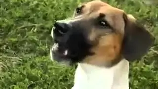 Собака говорит мама,говорящая собака,умная собака.