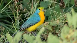 Orange-breasted Bunting and its Song.