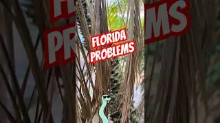 Trimming the Palm Trees and then found this. Not what I was expecting to see for sure. #Snake #OhNo