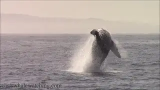 11.5.24 Humpback Whales