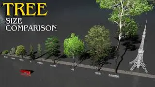 The Tallest TREES in the World 🌳 3D Size Comparison