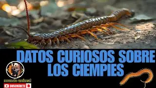 Descubre los Datos Curiosos sobre los Ciempiés que te Dejan con la Boca Abierta