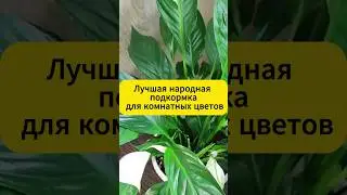 Лучшая подкормка для комнатных цветов! 
