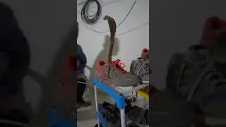 Snake handling safety and awareness video