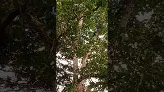 casal de macacos atrás da minha casa comendo goiaba muito fofos
