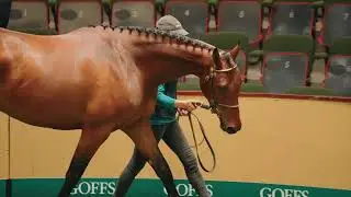 Goffs Arkle Sale 2024