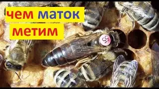 #bees