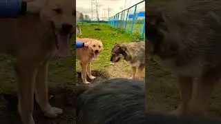 Мир. Труд. Май 😃 #приютдлясобак #добро #май