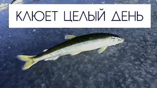 Клюет целый день \ малоротая корюшка