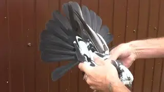Подкидухи - наше ВСЁ!