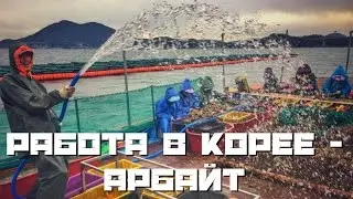 Работа в Корее - арбайт, лекция в Новосибе, (2 из 5)