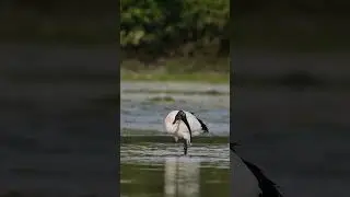 Black Headed Ibis in Marsh  #youtubeshorts #bahrain #birdsanctuary #shorts