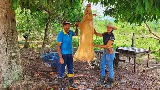 ABATEM0S P0RCO GIGANTE! Muita fartura na roça.
