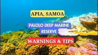 Samoa, Apia - Snorkeling Palolo Deep Marine Reserve - Tips and Warnings