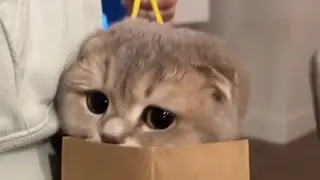 Baby cats 2022 - Laugh with me on these funny and cute cats  😂