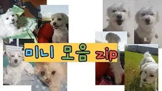 귀여운 미니 영상들 다 모았다! 미니 영상 모음 zip [딸기티비]