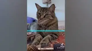Unexpected Time Warp Scan Animals   Cute and Funniest Pets' Reaction 🐱🐶 #3