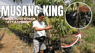 ROOTSTOCK ATTACHMENT MUSANG KING DURIAN