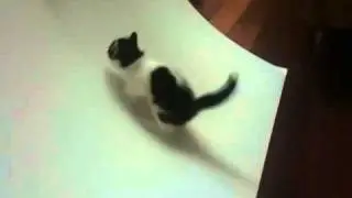 Likeboe 's Charley