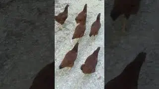 Taking the chickens for a walk