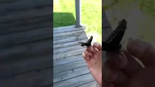 Pt. 2 Overwintering Butterflies 4/22/20