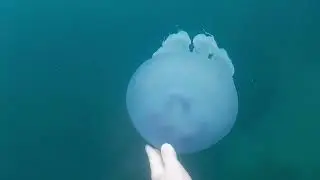 Подводно видео Несебър 2024 спортна камера