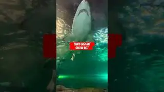 Lihat ikan hiu lebih dekat, serem bgt giginya!! #animal #fish #shorts #video #viral #fyp #viralvideo