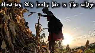 #villagelife 🌿|| My life in the #village|harvesting 🌽