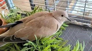 What do i feed my doves - What do my doves eat? (Do not forget calcium!)
