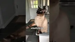 I Tried a Steam Brush on my Feisty Cat 😳