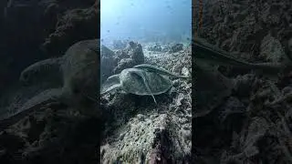Turtle Bed for Fish - Inside Sea