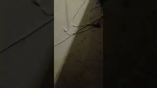 Чарльз оливейра