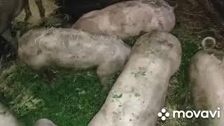 #дом_в_селе_наше_подворье
