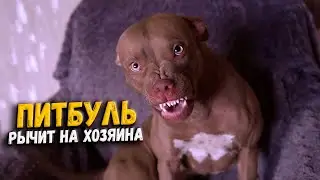 Что натворила моя собака. Питбуль Джина