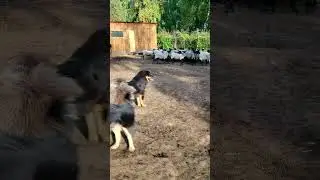 СОБАКА-ПАСТУХ или ОВЕЧКИ-ТЕЛОХРАНИТЕЛИ? Кто кому нужнее на самом деле 🤔🐶🐑