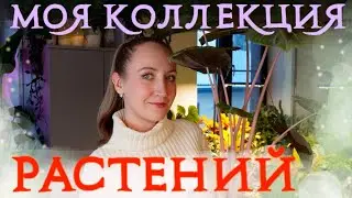 Моя КОЛЛЕКЦИЯ | Большой ОБЗОР РАСТЕНИЙ | Январь 2025