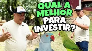 LISTA DE AVES EXÓTICAS MAIS VENDIDAS: EM QUAL INVESTIR