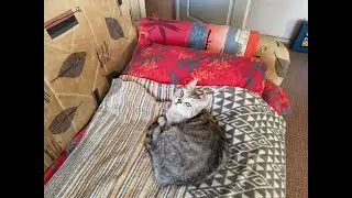Когда пытаешься выгнать кошку из комнаты