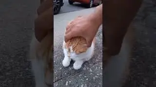 pet
