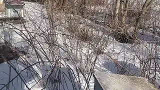 -20 чи виживуть слабиши bee