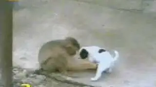 Обезьяна хочет секса))