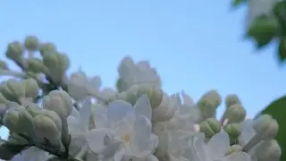 «Беслан» песня 